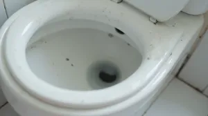 co jest dobre na kamień w toalecie